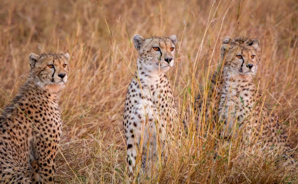 African Savanna Cheetahs by Jeffrey C. Sink — canvas wall art