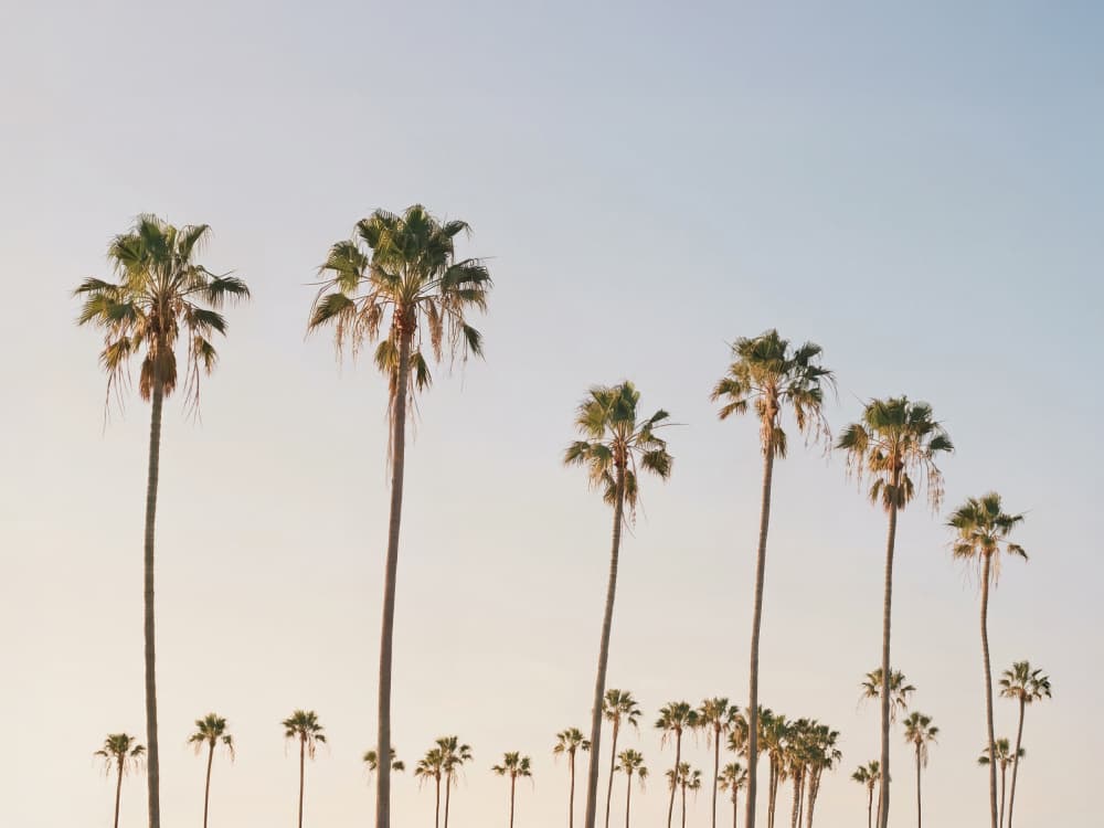 Palm Tree Alley by Kathrin Pienaar — canvas wall art