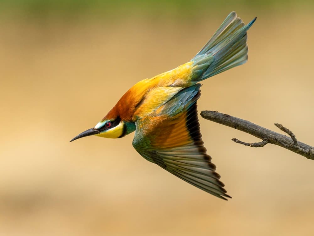 Colorful Bee-Eater Flight by Rostislav Kralik — canvas wall art