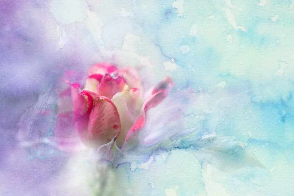 Dreamy Watercolor Rose by Igor Kopcev — canvas wall art
