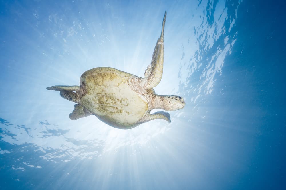 Sunlit Sea Turtle by Barathieu Gabriel — canvas wall art