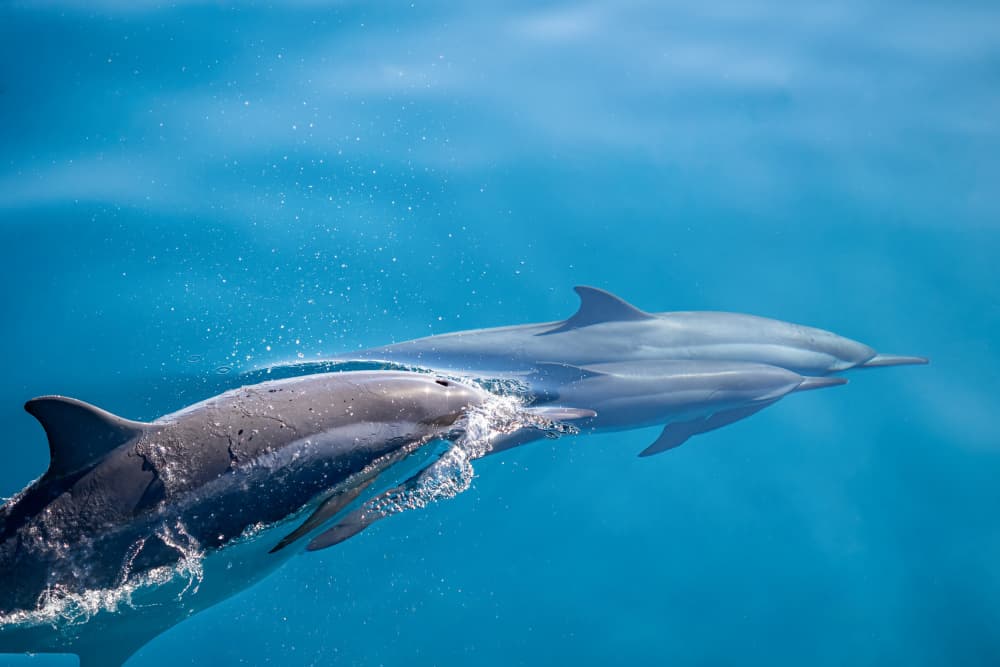 Dolphins In Motion by Serge Melesan — canvas wall art