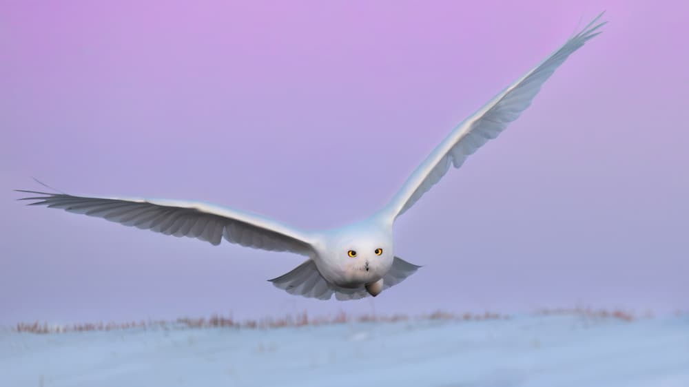 Snowy Owl In Flight by Jun Zuo — canvas wall art