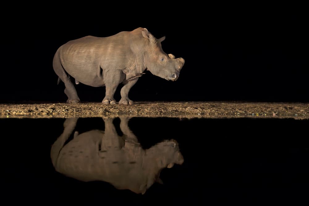 Rhino Night Reflection by Marco Pozzi — canvas wall art