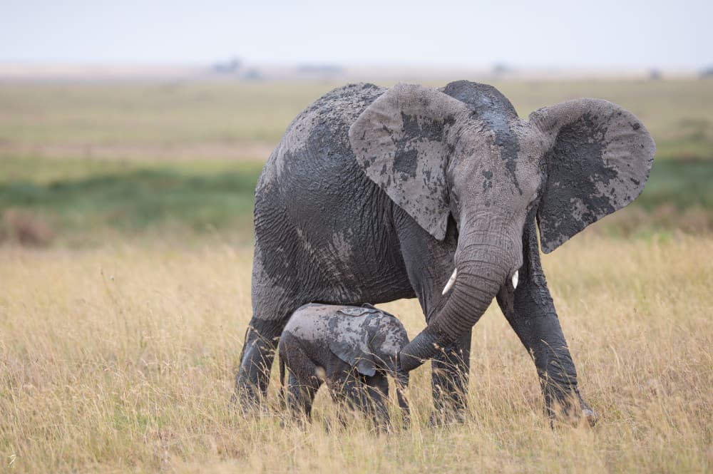 African Elephant Mother Baby by Jonathan Alk — canvas wall art