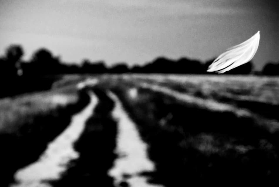 Floating Feather Path by Codrin Lupei — canvas wall art