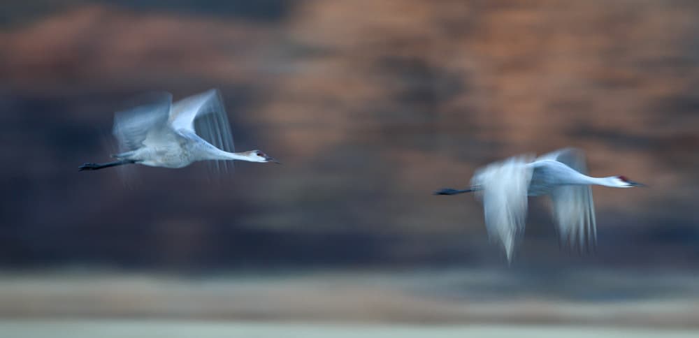 Cranes In Twilight Flight by Shirley Shen — canvas wall art