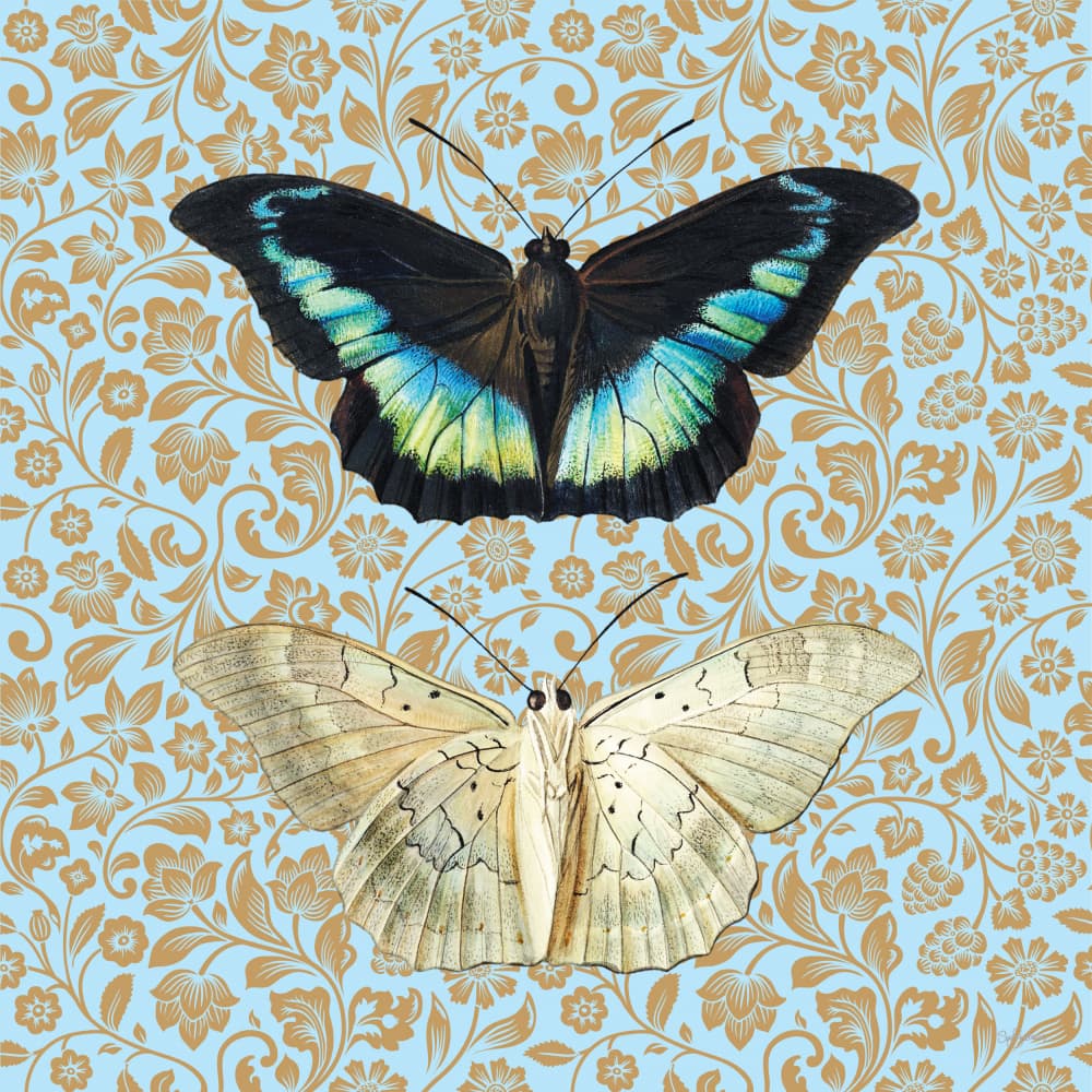 Elegant Butterfly Pair by Sue Skellern — canvas wall art