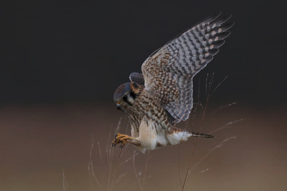 Kestrel's Dynamic Hunt by Gavin Lam — canvas wall art