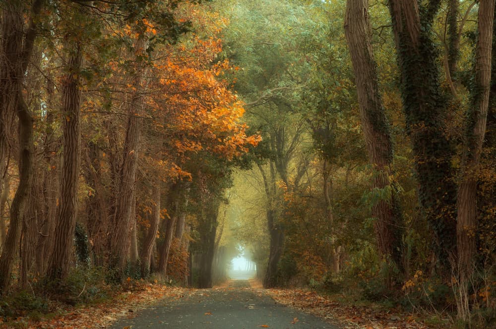 Misty Autumn Forest Path by Anton van Dongen — canvas wall art