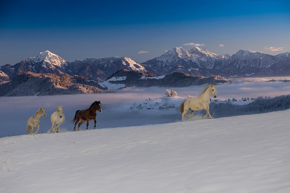 Galloping Horses Winter Mountains by Milan Malovrh — canvas wall art