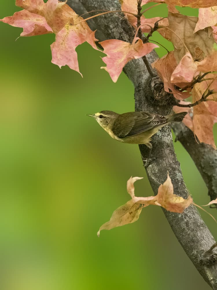 Warbler on Autumn Branch by Robert Zhang — canvas wall art