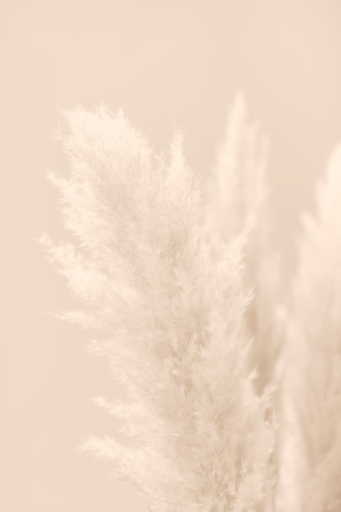 Soft Pampas Grass by Pictufy Studio III — canvas wall art