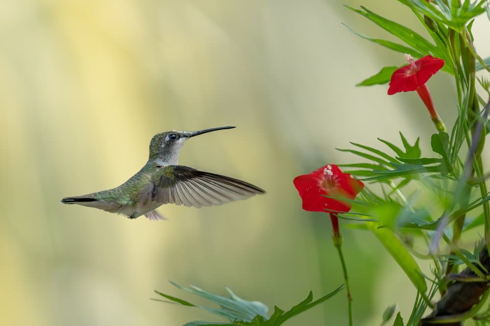 Hummingbird Visits Red Flowers by Binbin L. — canvas wall art