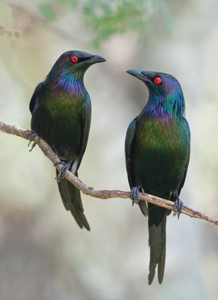 Glistening Forest Starlings by Jacqueline Hammer — canvas wall art