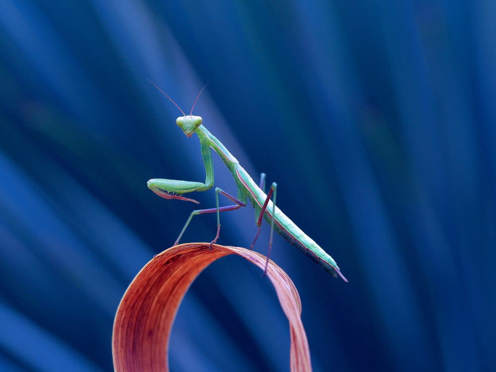 Green Mantis Blue Glow by Thierry Dufour — canvas wall art