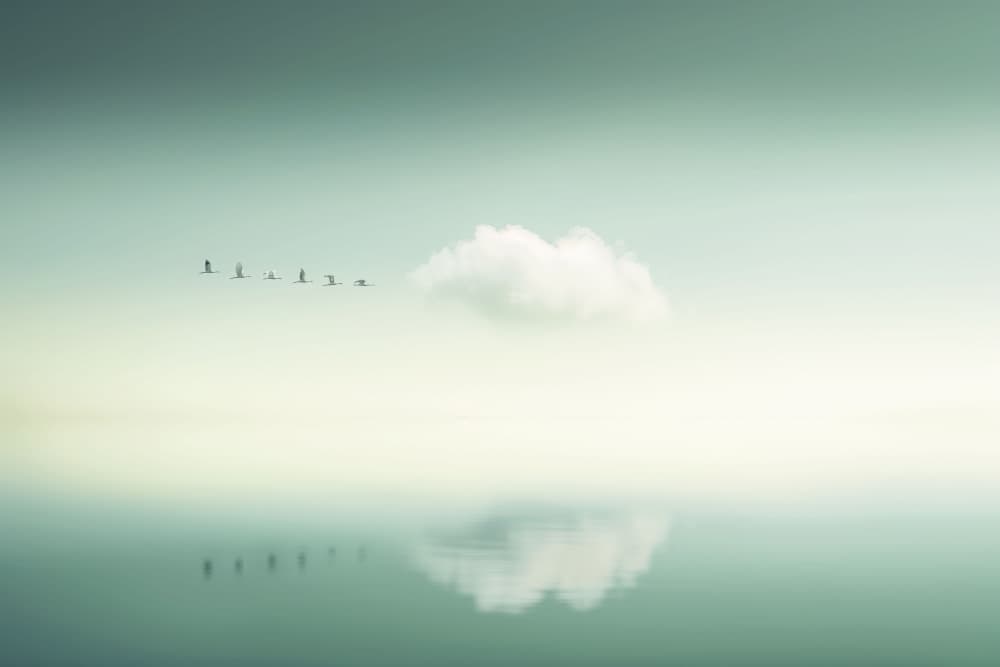 Serene Flight Reflection by Hosam.Karara — canvas wall art