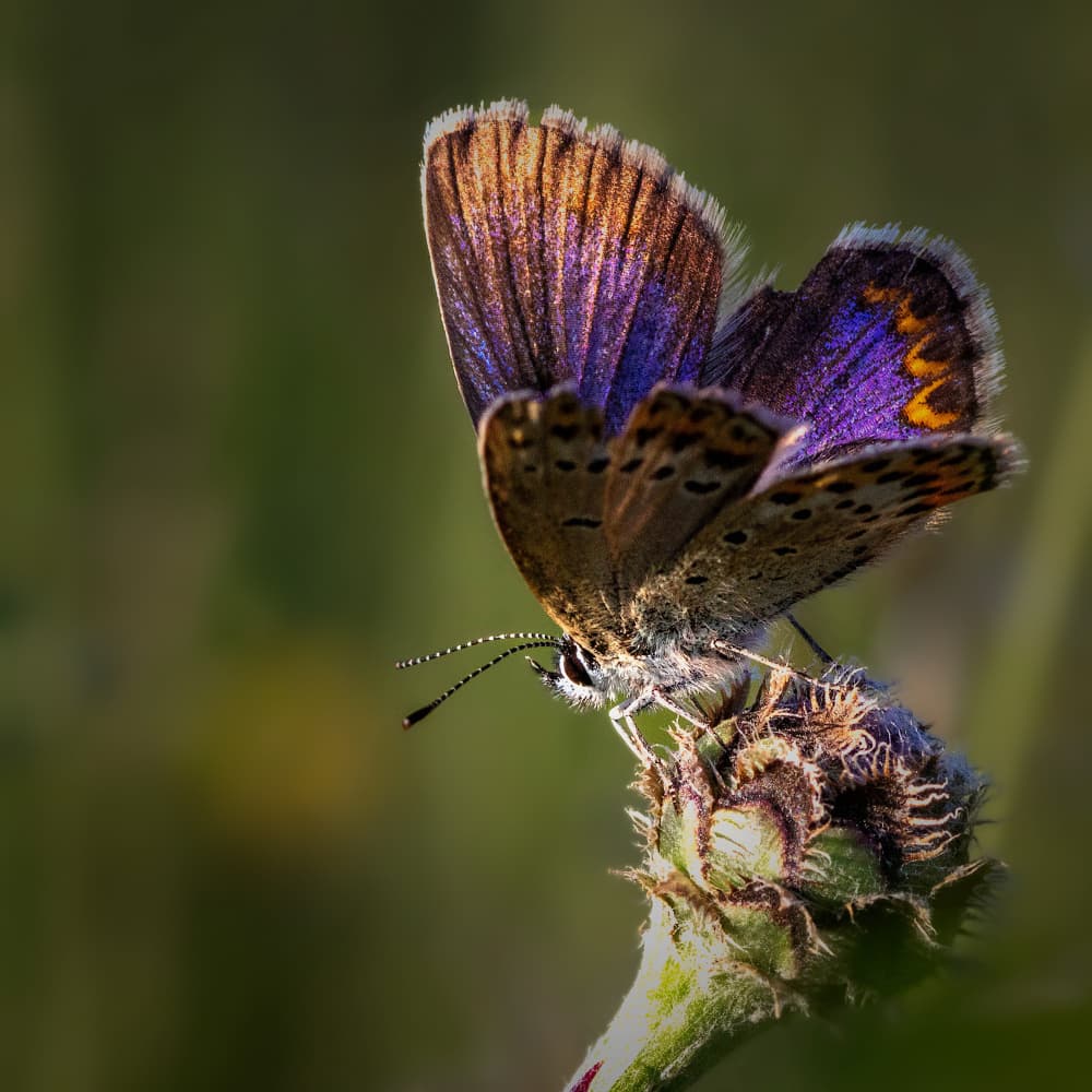 Purple Gold Butterfly by Zina Heg — canvas wall art