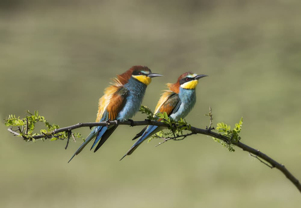 Vibrant Bee-eaters Perched by Marco Barisone — canvas wall art