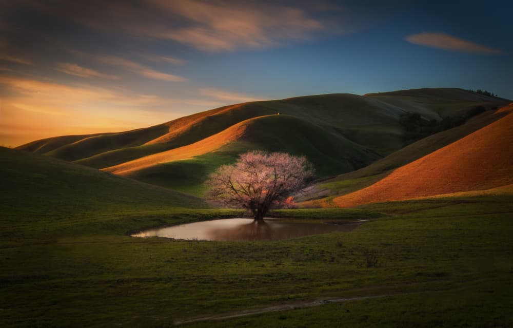Golden Hour Blossom by Jenny Qiu — canvas wall art