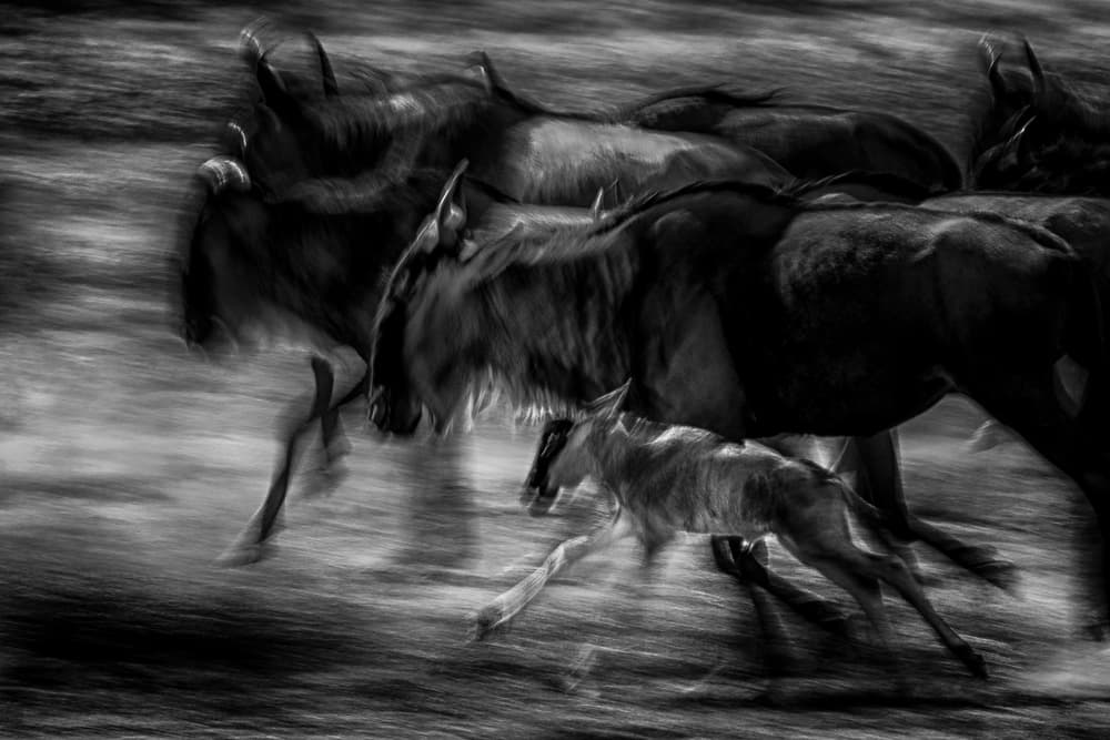 Running Wildebeest Calf by Husain Alfraid — canvas wall art