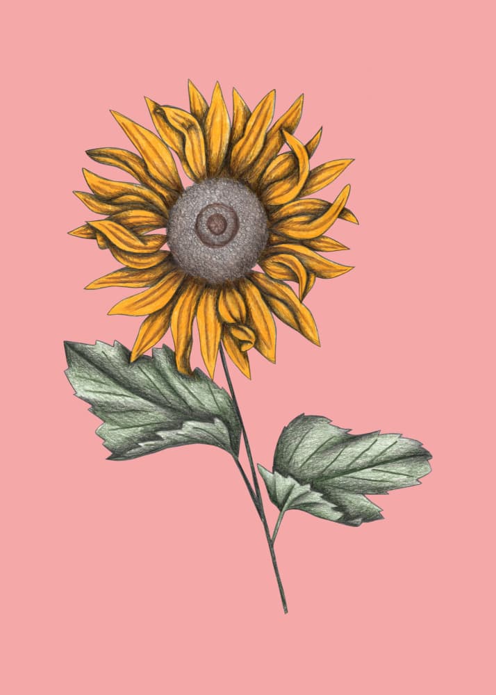 Pink Sunflower Botanical by Cecilia Battaini — canvas wall art