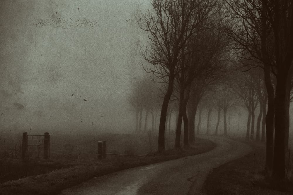 Misty Road Bare Trees by Jacob Tuinenga — canvas wall art