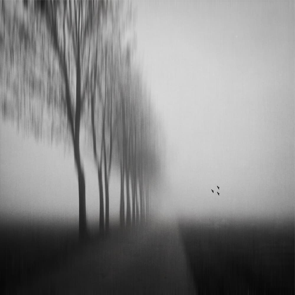 Misty Tree Path by Renate Wasinger — canvas wall art