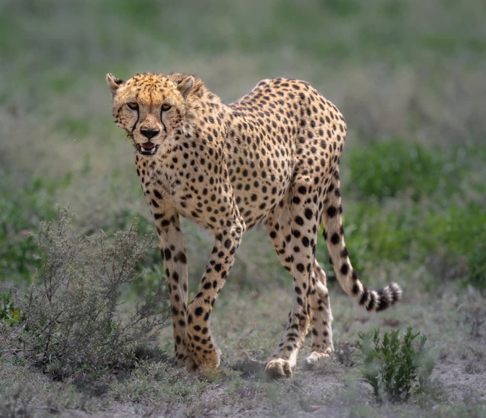 Wild Cheetah Gaze by Liwen Tao — canvas wall art
