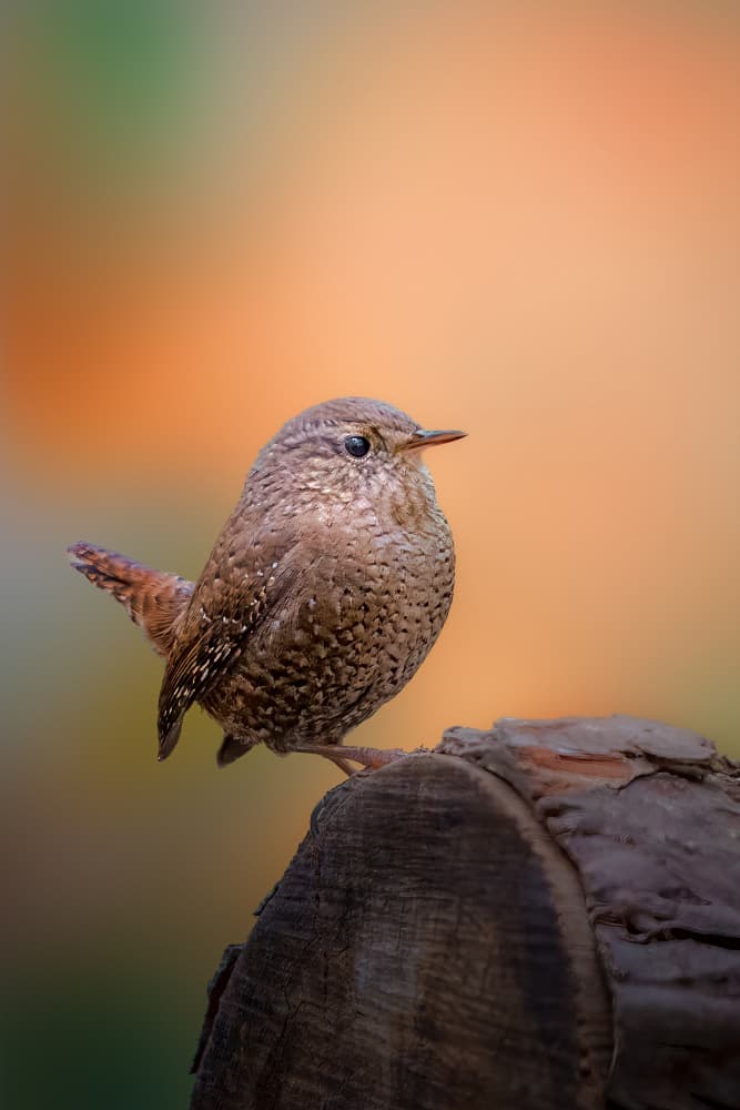 Wren on Woodland Log by Jacob (Jian) Xu — canvas wall art