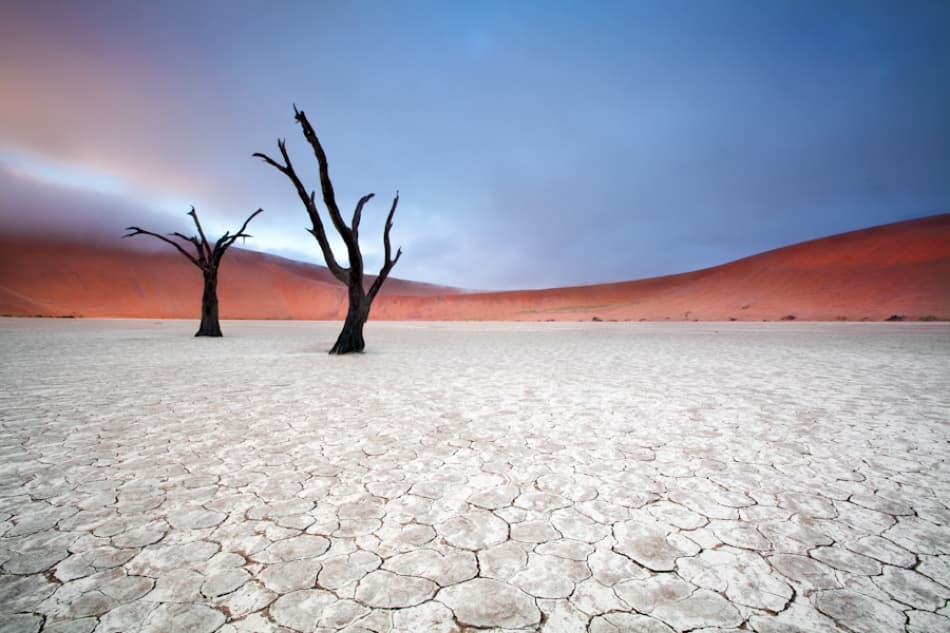 Dead Trees Red Dunes by Ben McRae — canvas wall art