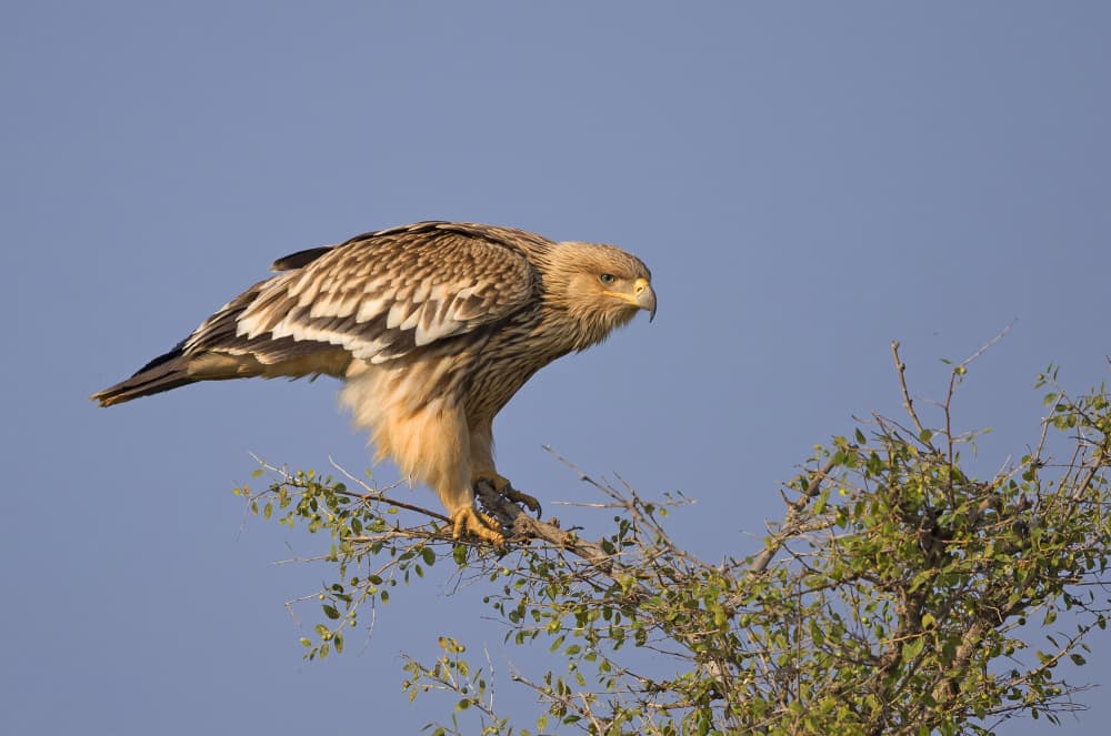 Majestic Eagle Perched by Shlomo Waldmann — canvas wall art