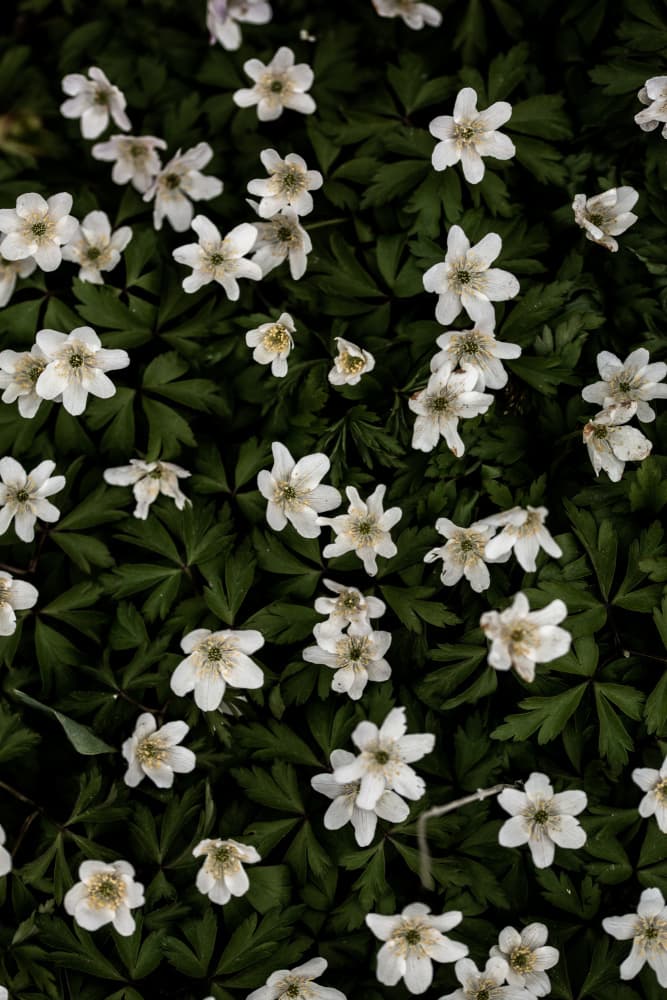 Tiny Flowers 2 by Mareike Böhmer — canvas wall art