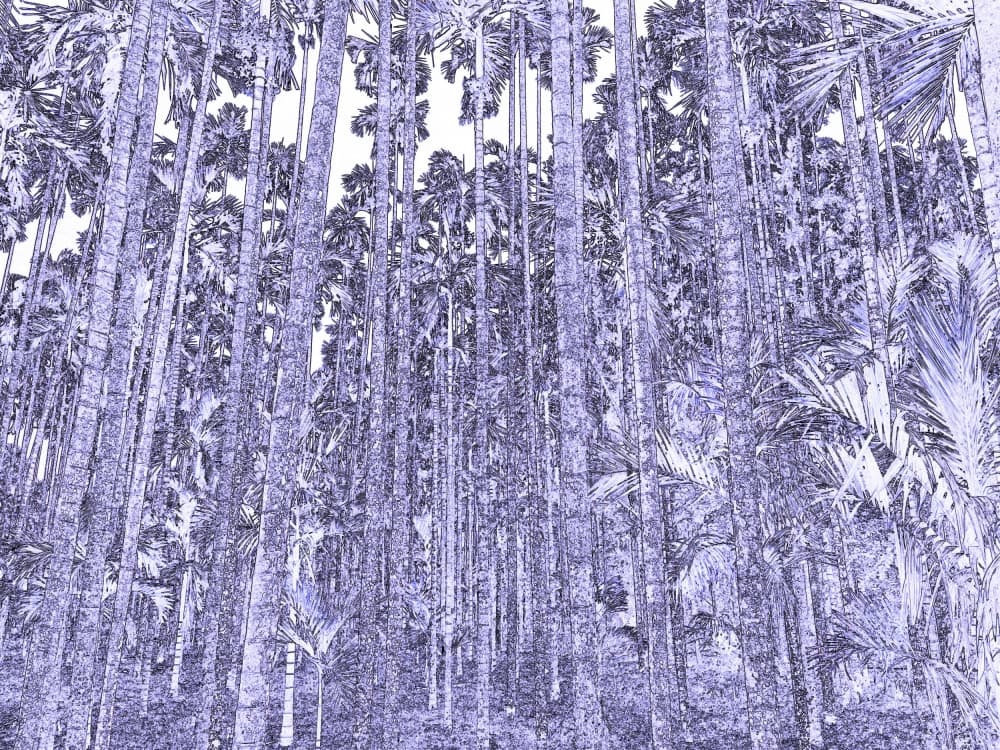 Purple Palm Forest by Santhosh ch — canvas wall art