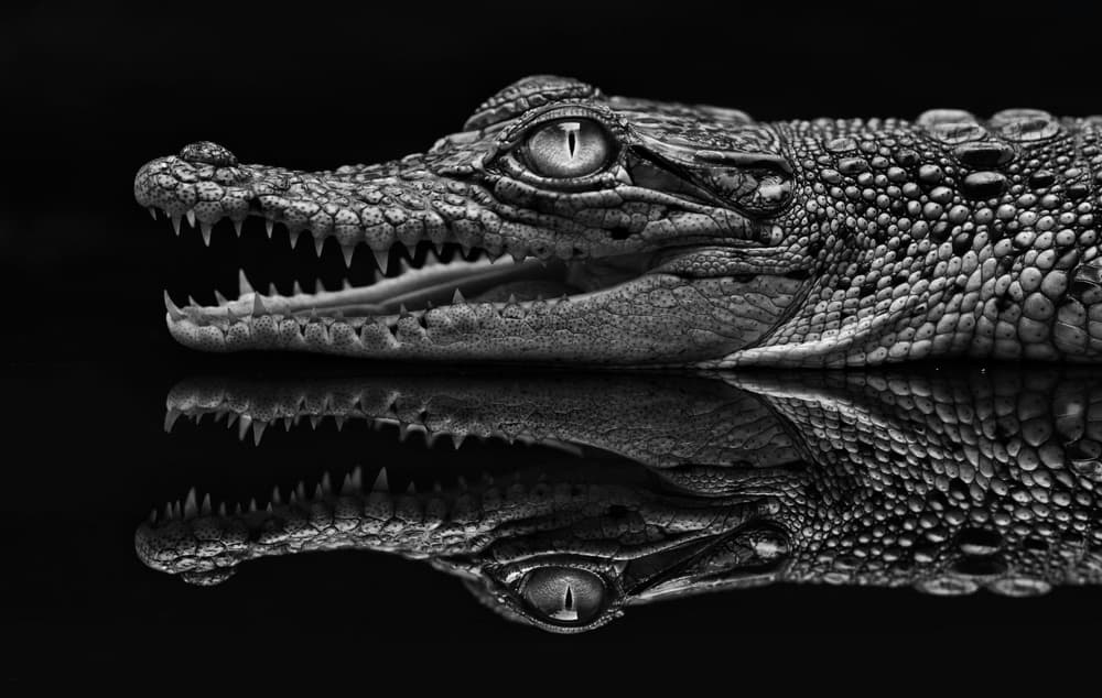 Reflected Crocodile Jaws by Jeffriy Haryanto — canvas wall art