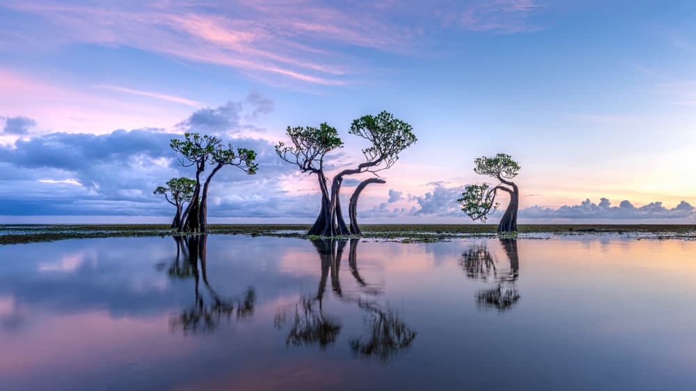 Tranquil Mangrove Reflections by Els Keurlinckx — canvas wall art