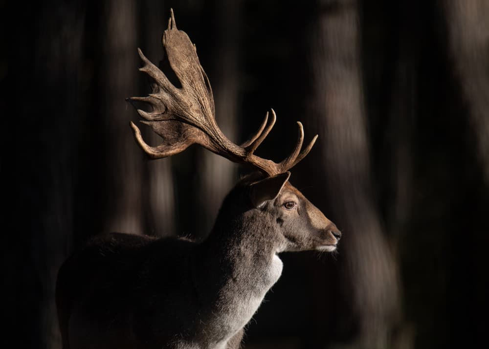 Majestic Fallow Deer by Olga Rudchenko — canvas wall art