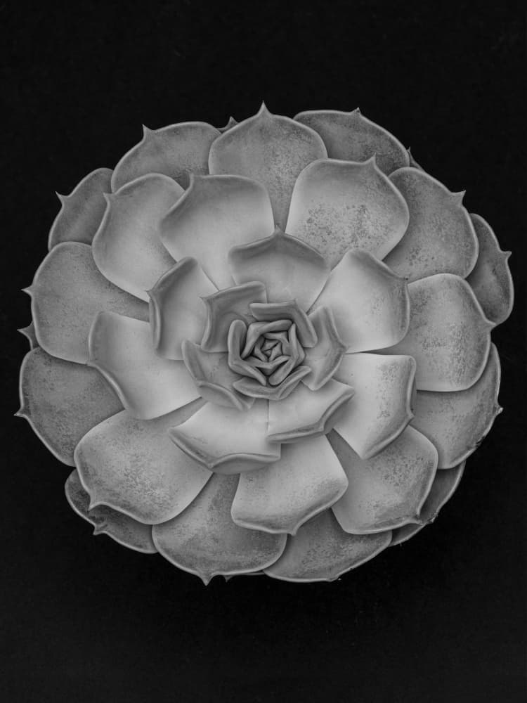 Monochrome Succulent Rosette by Pictufy Studio III — canvas wall art