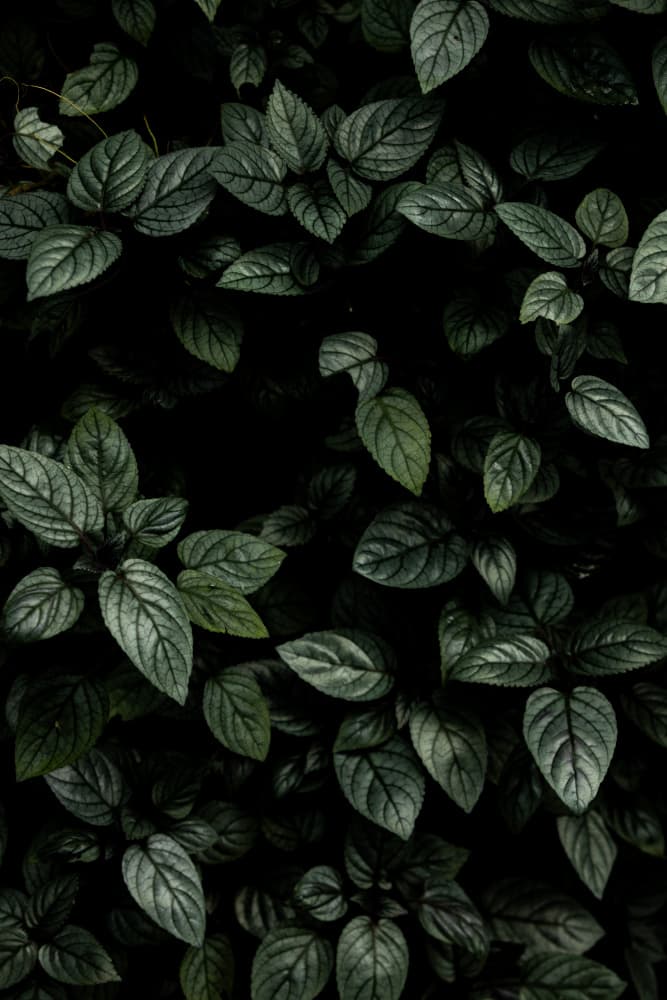 Lush Deep Green Leaves by Mareike Böhmer — canvas wall art