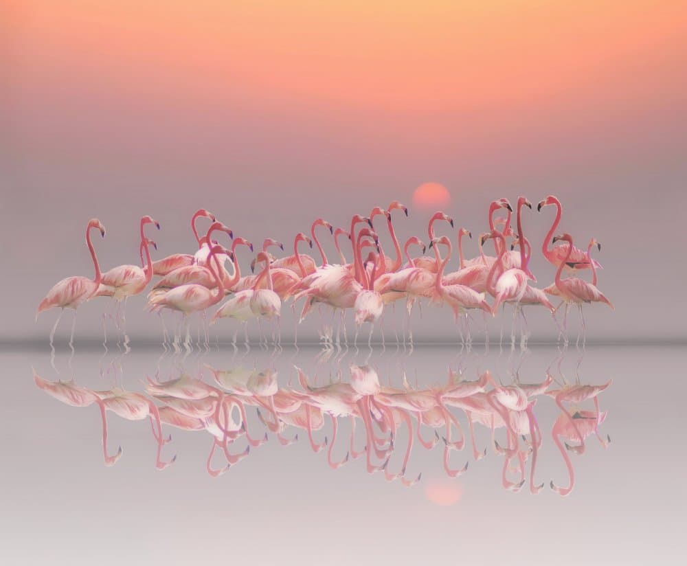 Tranquil Flamingo Sunset by Anna Cseresnjes — canvas wall art