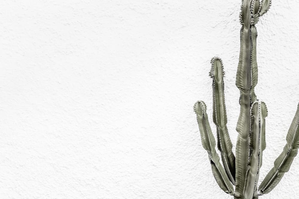 Minimal Desert Cactus by Pictufy Studio III — canvas wall art