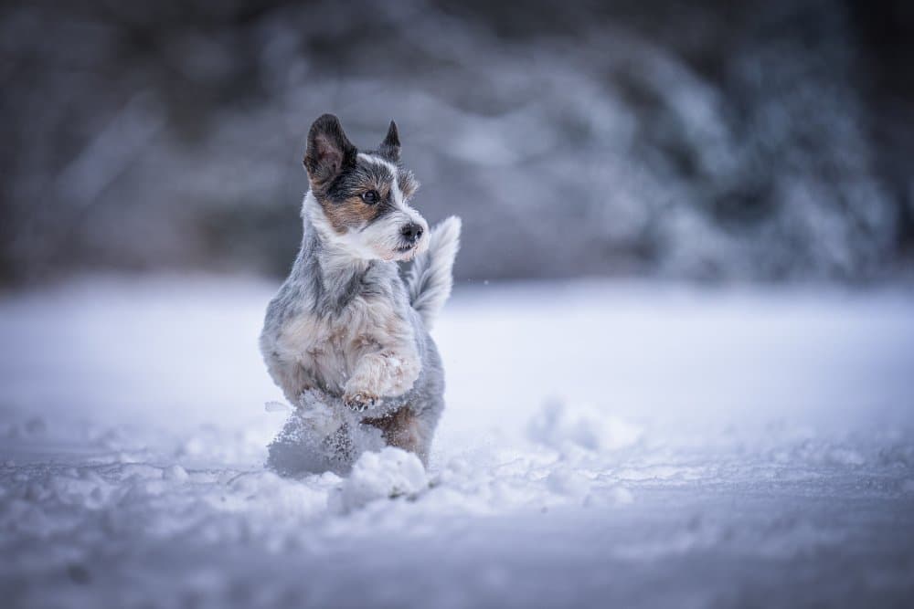 Playful Dog in Snow by Christiane Heggemann — canvas wall art