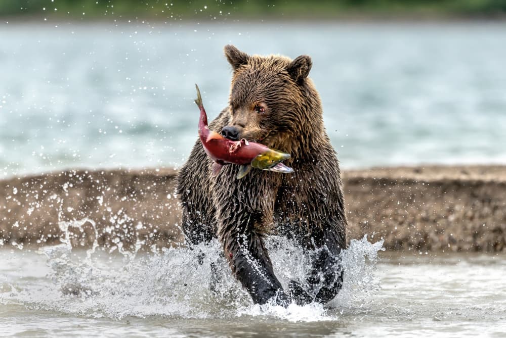 Grizzly Bear Catching Salmon by Giuseppe DAmico — canvas wall art