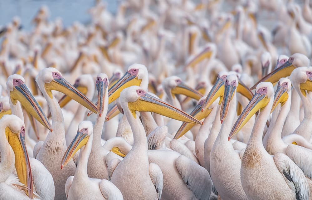 White Pelican Gathering by Keren Or — canvas wall art