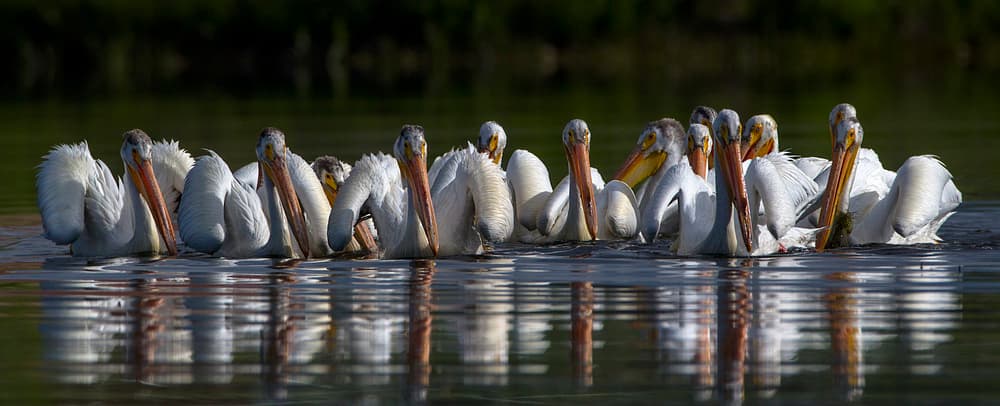 White Pelicans Reflections by verdon — canvas wall art