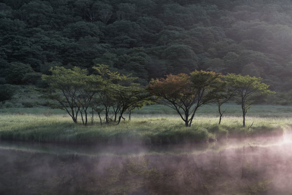 Trees in Morning Mist by K_Tsunoda — canvas wall art