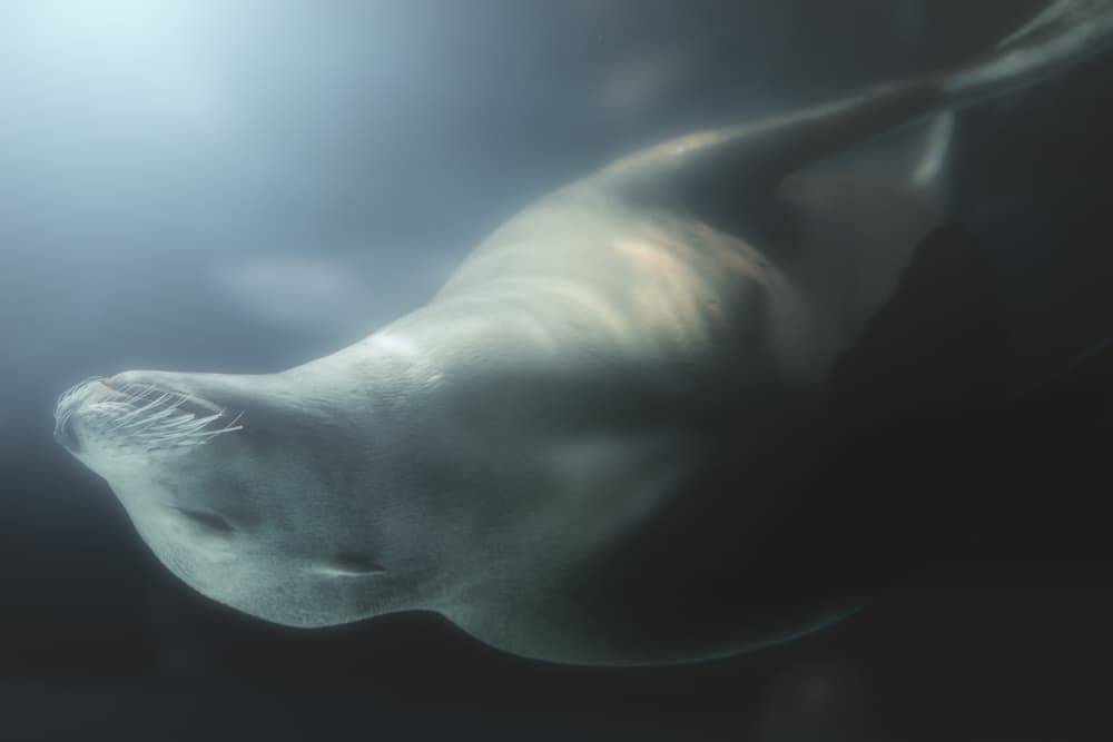 Graceful Seal Underwater by HISASHI ISHIKAWA — canvas wall art