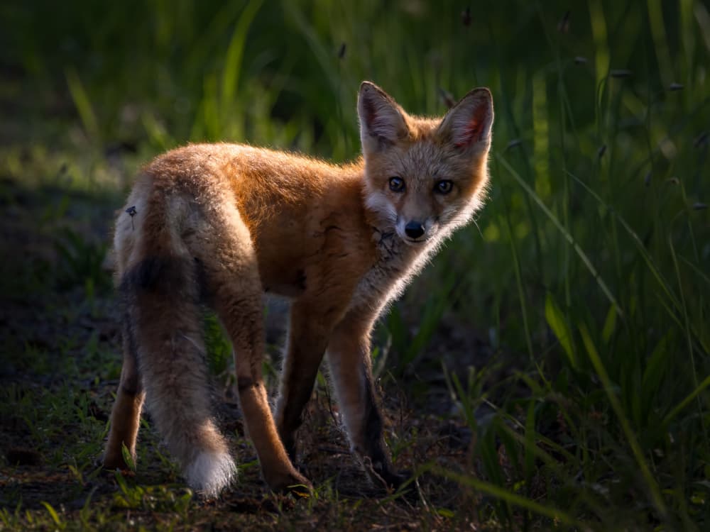 Curious Young Fox by Xiaohong Zhang — canvas wall art