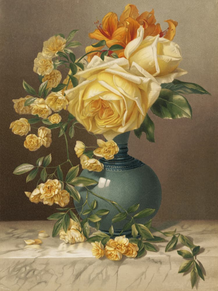 Marchal Niel Roses