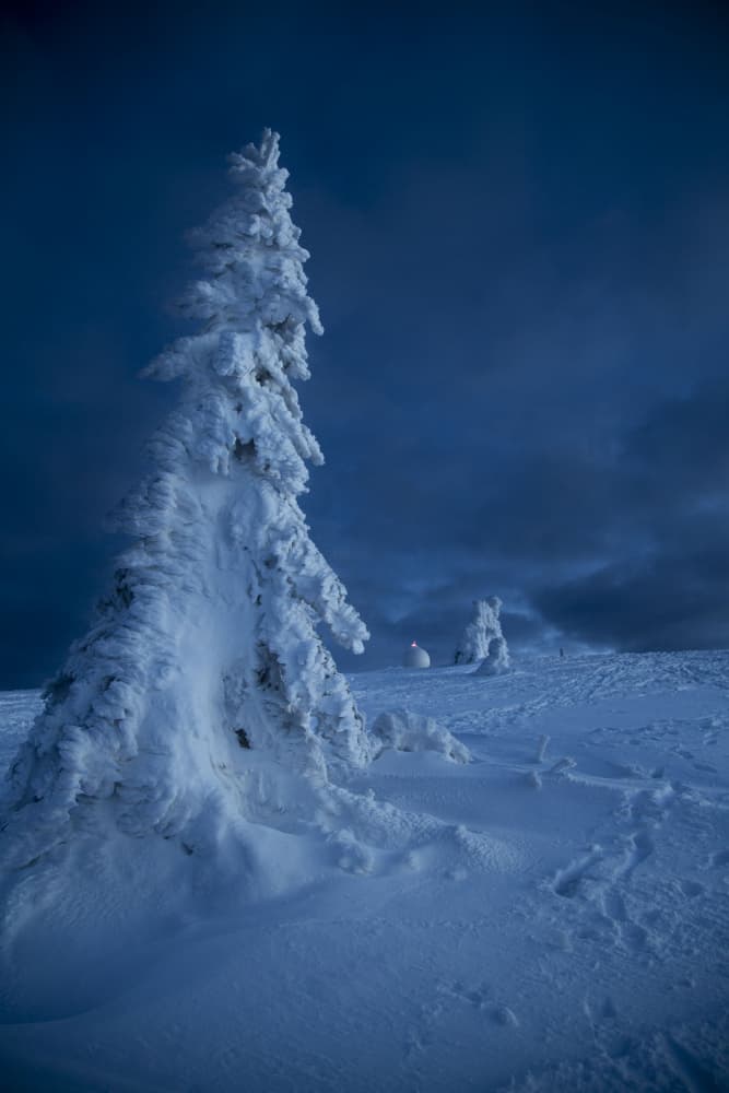 Frozen Rime Ice Tree by Stefan Danko — canvas wall art